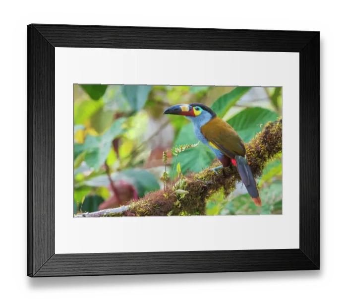Framed Print : Plate-billed mountain-toucan, cloud forest, Ecuador Framed Print : Plate-billed mountain-toucan, cloud forest, Ecuador