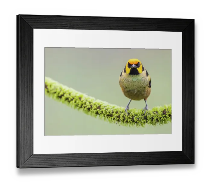 Framed Print : Flame-faced tanager, living in the endangered Choco Forest of Ecuador