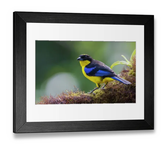 Framed Print : Blue-winged mountain tanager, a mossy perch in the cloud forest of Ecuador Framed Print : Blue-winged mountain tanager, a mossy perch in the cloud forest of Ecuador