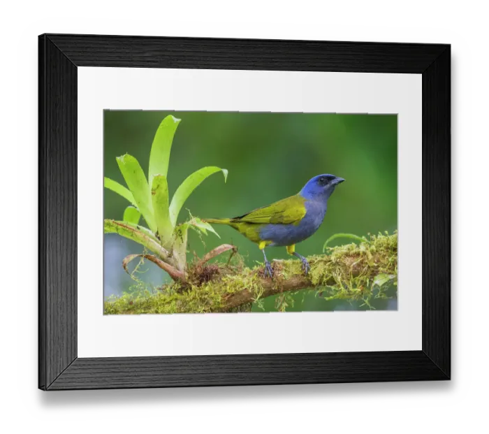Framed Print : Bule-capped tanager at home in Ecuador's cloud forest