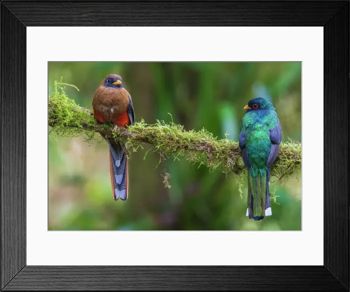 Framed Print : Masked trogon pair searching for a meal in the cloud forest of Ecuador, South America