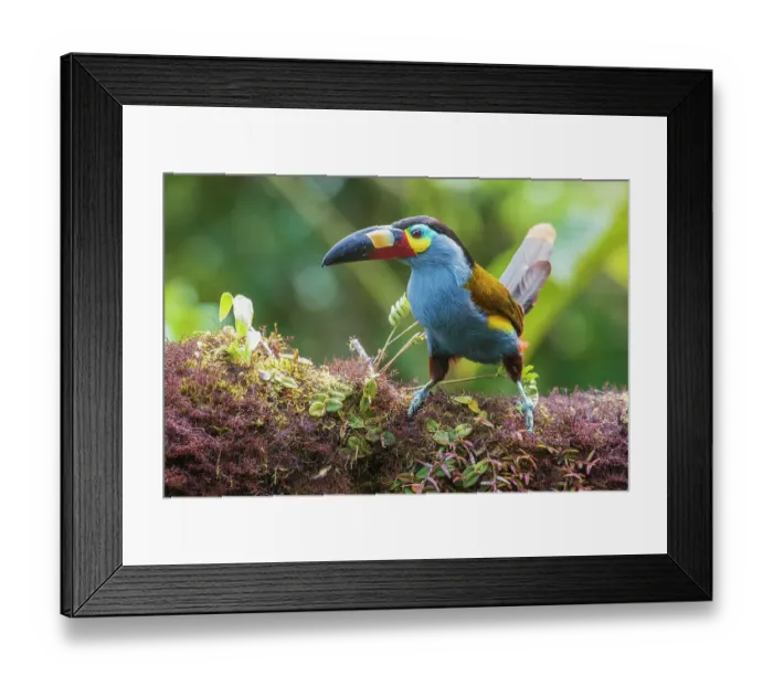 Framed Print : Plate-billed mountain-toucan, cloud forest, Ecuador Framed Print : Plate-billed mountain-toucan, cloud forest, Ecuador