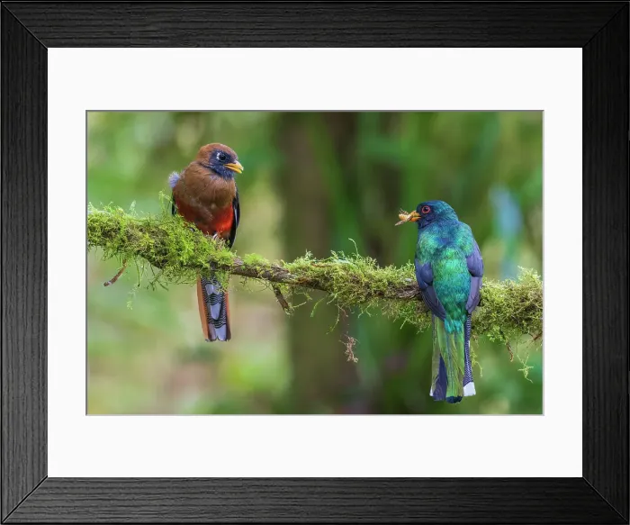 Framed Print : Masked trogon (male) preparing to feed fledgling in the cloud forest of Ecuador Framed Print : Masked trogon (male) preparing to feed fledgling in the cloud forest of Ecuador