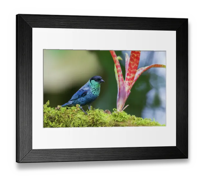 Framed Print : Black-capped tanager at home in the cloud forest habitat of Ecuador Framed Print : Black-capped tanager at home in the cloud forest habitat of Ecuador