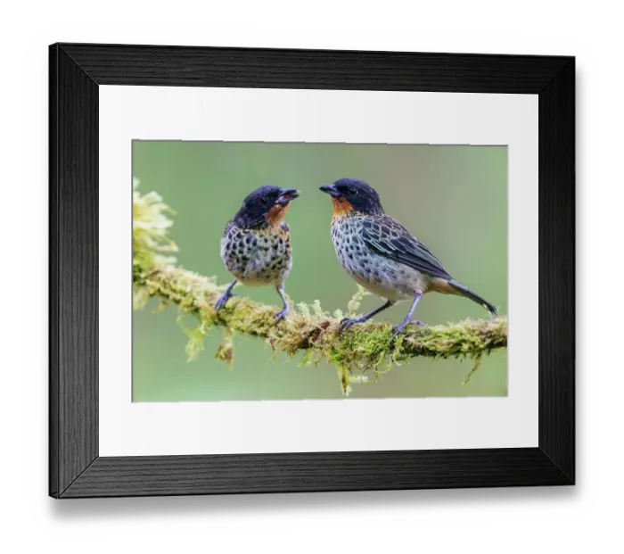 Framed Print : Rufous-throated tanagers, parent feeding fledgling in the threatened Choco Forest of Ecuador Framed Print : Rufous-throated tanagers, parent feeding fledgling in the threatened Choco Forest of Ecuador