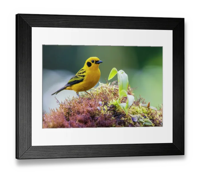 Framed Print : Golden tanager at home in the lush cloud forest of Ecuador Framed Print : Golden tanager at home in the lush cloud forest of Ecuador