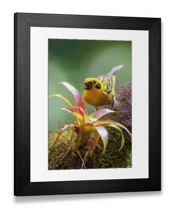 Framed Print : Golden tanager at home in the lush cloud forest of Ecuador Framed Print : Golden tanager at home in the lush cloud forest of Ecuador
