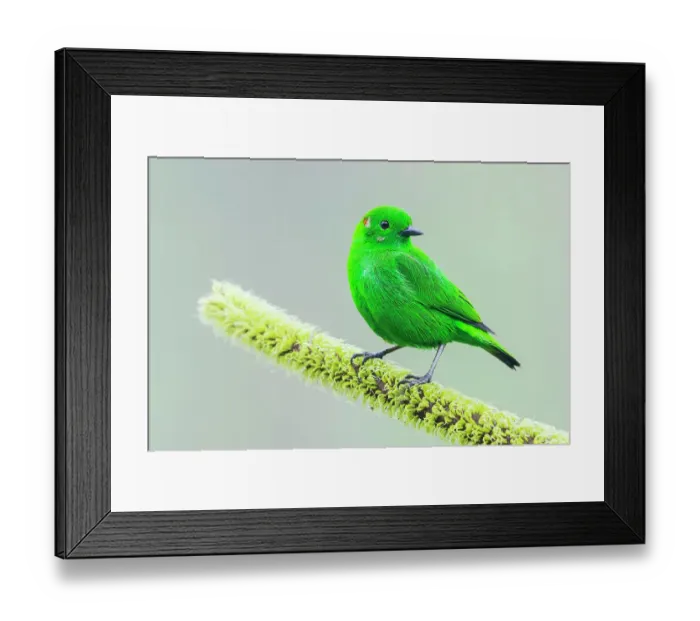 Framed Print : Glistening-green tanager in the Choco Forest of Ecuador Framed Print : Glistening-green tanager in the Choco Forest of Ecuador