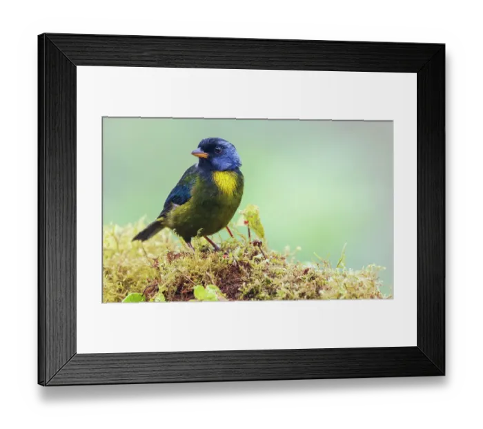 Framed Print : Moss-backed tanager, Choco Forest, Ecuador Framed Print : Moss-backed tanager, Choco Forest, Ecuador