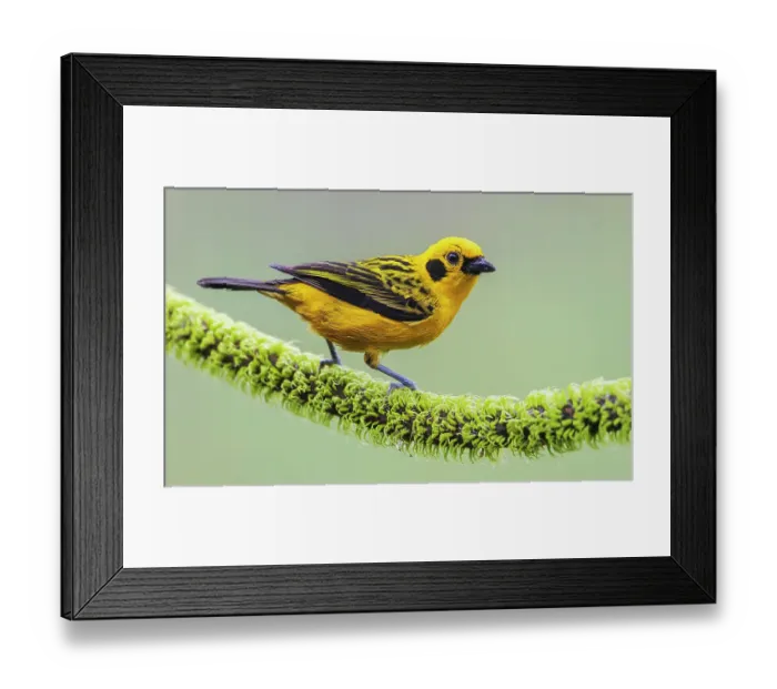 Framed Print : Golden tanager at home in the threatened Choco Forest of Ecuador Framed Print : Golden tanager at home in the threatened Choco Forest of Ecuador