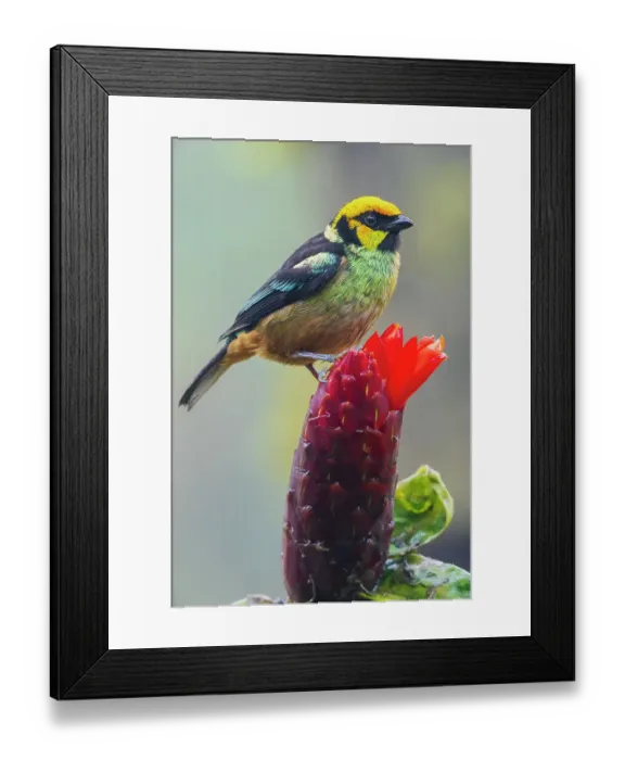 Framed Print : Flame-faced tanager, Choco Forest of Ecuador Framed Print : Flame-faced tanager, Choco Forest of Ecuador