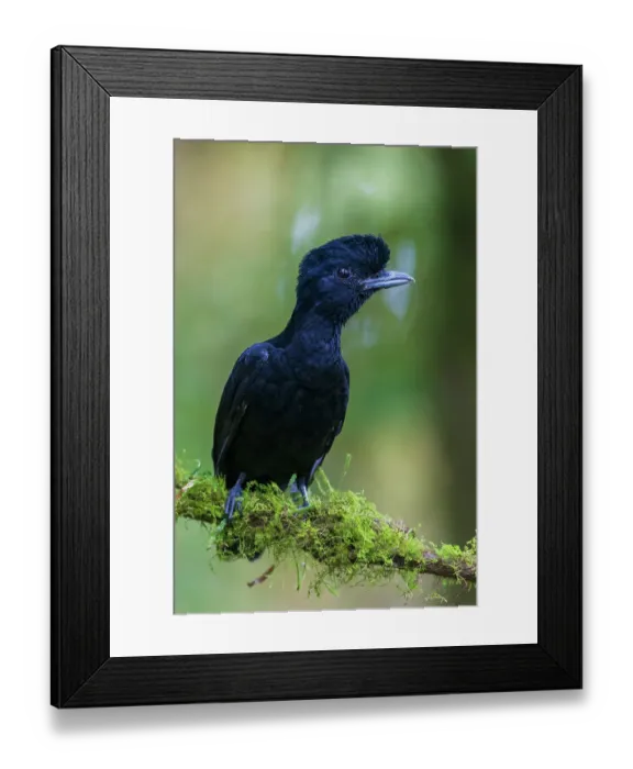 Framed Print : Long-wattled umbrella bird (female) at home in the beautiful cloud forest of Ecuador