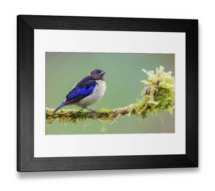 Framed Print : Golden-collard honeycreeper at home in the endangered Choco Forest of Ecuador Framed Print : Golden-collard honeycreeper at home in the endangered Choco Forest of Ecuador