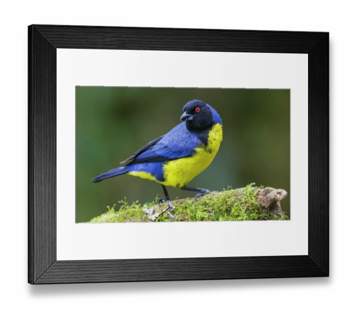 Framed Print : Hooded mountain tanager, cloud forest of Ecuador, South America Framed Print : Hooded mountain tanager, cloud forest of Ecuador, South America