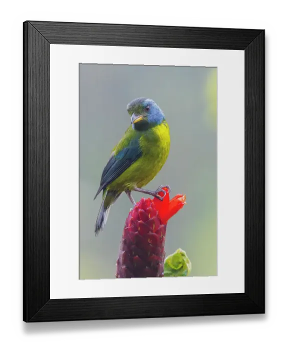 Framed Print : Moss-backed tanager, Choco Forest, Ecuador Framed Print : Moss-backed tanager, Choco Forest, Ecuador