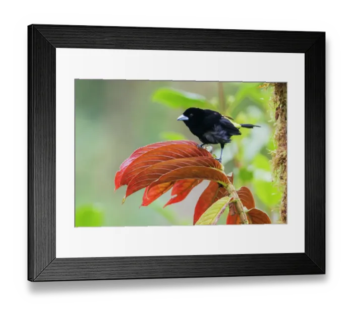 Framed Print : Flame-rumped tanager (male) cloud forest, Ecuador Framed Print : Flame-rumped tanager (male) cloud forest, Ecuador