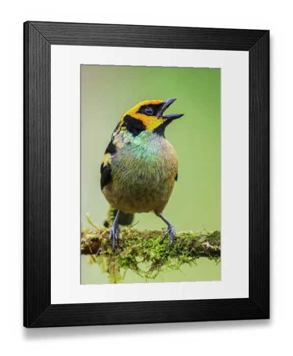 Framed Print : Flame-faced tanager, living in the endangered Choco Forest of Ecuador Framed Print : Flame-faced tanager, living in the endangered Choco Forest of Ecuador