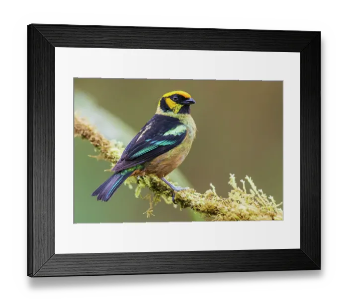 Framed Print : Flame-faced tanager, living in the endangered Choco Forest of Ecuador Framed Print : Flame-faced tanager, living in the endangered Choco Forest of Ecuador