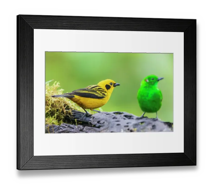 Framed Print : Golden and glistening-green tanagers at home in the threatened Choco Forest of Ecuador