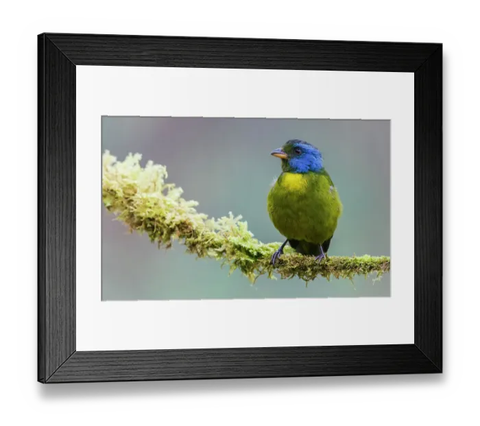 Framed Print : Moss-backed tanager, Choco Forest, Ecuador Framed Print : Moss-backed tanager, Choco Forest, Ecuador