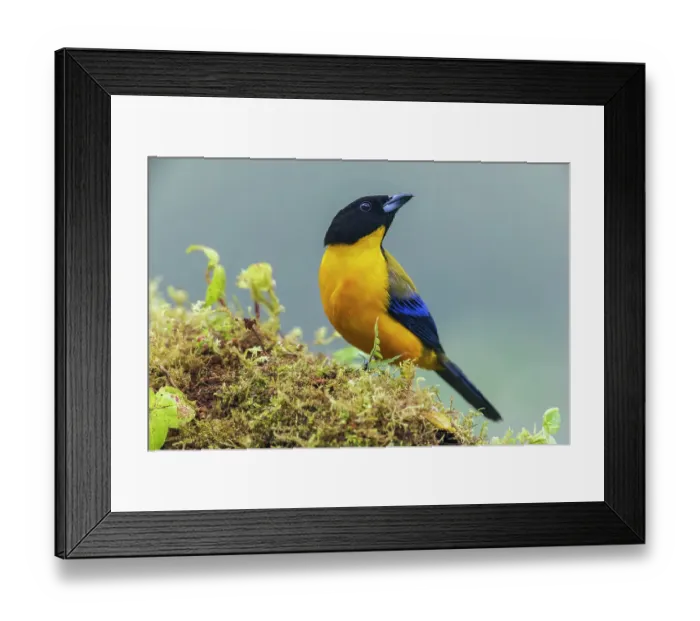 Framed Print : Black-chinned mountain tanager at home in the endangered Choco Forest of Ecuador Framed Print : Black-chinned mountain tanager at home in the endangered Choco Forest of Ecuador