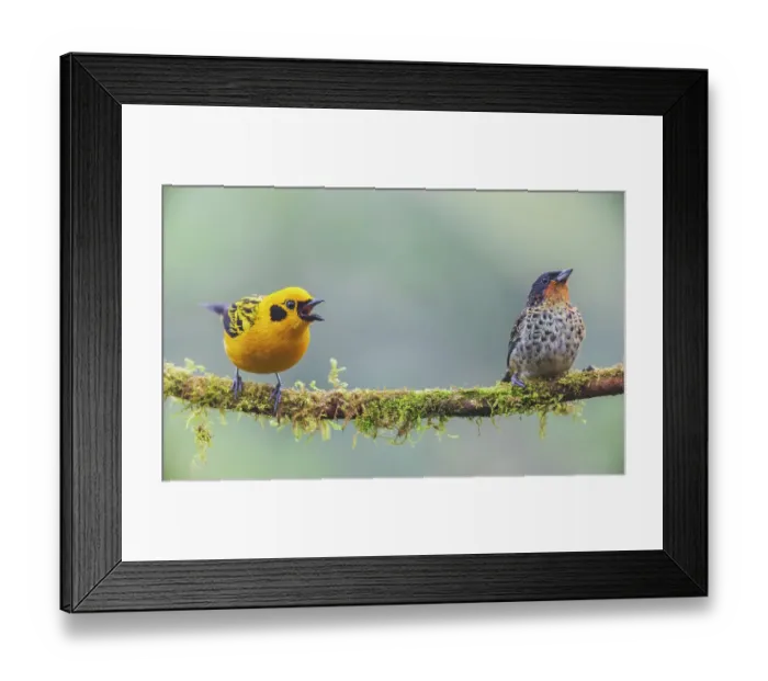 Framed Print : Golden tanager squawking as rufous-throated tanager watches nervously in the Choco Forest of Ecuador