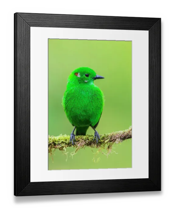 Framed Print : Glistening-green tanager at home in the endangered Choco Forest of Ecuador Framed Print : Glistening-green tanager at home in the endangered Choco Forest of Ecuador