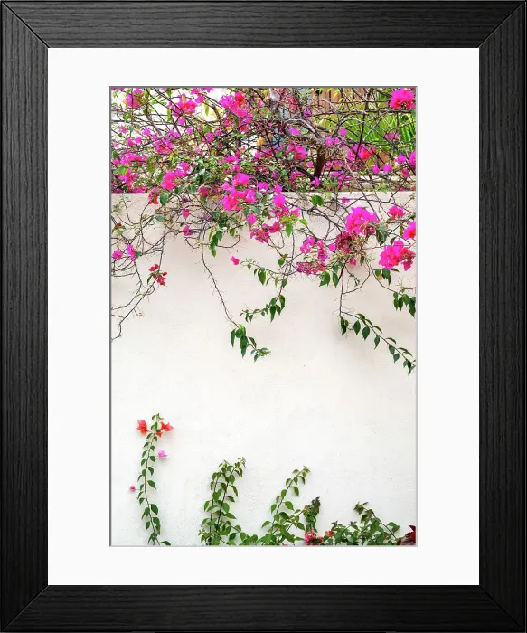 Framed Print : Mexico, Baja California Sur. Loreto Bay, climbing bougainvillea on white wall