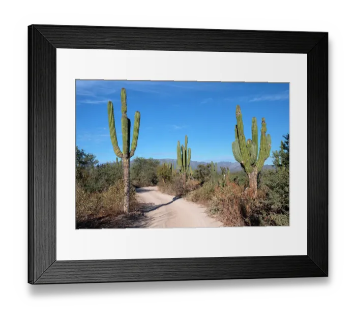 Framed Print : Mexico, Baja California Sur. La Ventana, trail through the cardon cactus forest