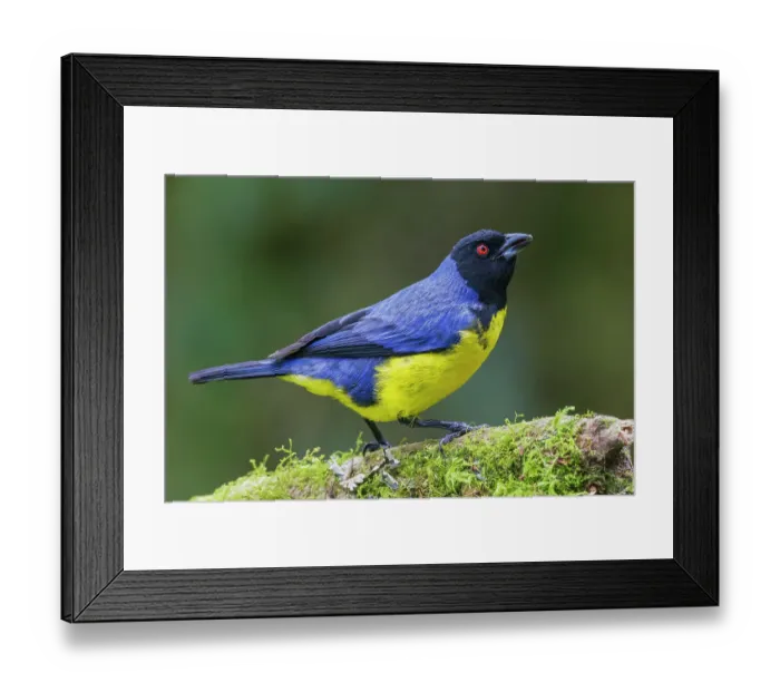 Framed Print : Hooded mountain tanager, cloud forest of Ecuador, South America Framed Print : Hooded mountain tanager, cloud forest of Ecuador, South America