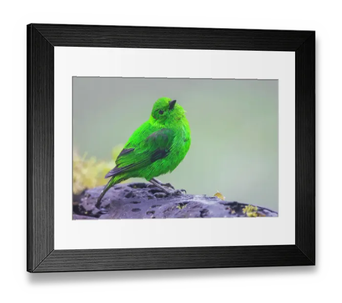 Framed Print : Glistening-green tanager at home in the endangered Choco Forest of Ecuador during a foggy and drizzly morning