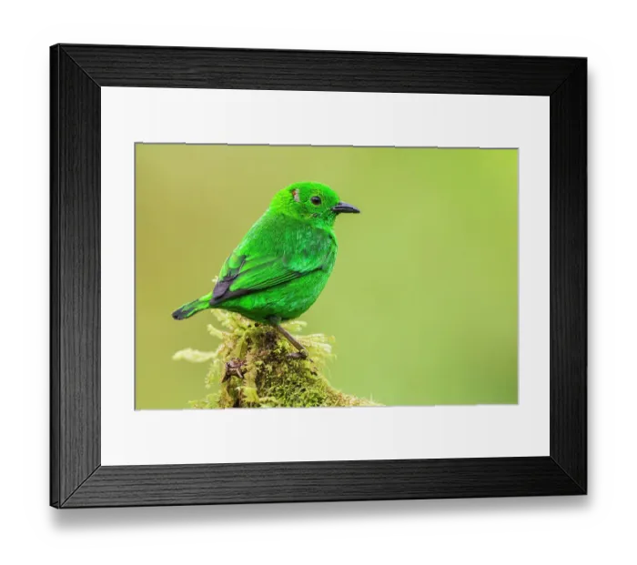 Framed Print : Glistening-green tanager at home in the endangered Choco Forest of Ecuador Framed Print : Glistening-green tanager at home in the endangered Choco Forest of Ecuador