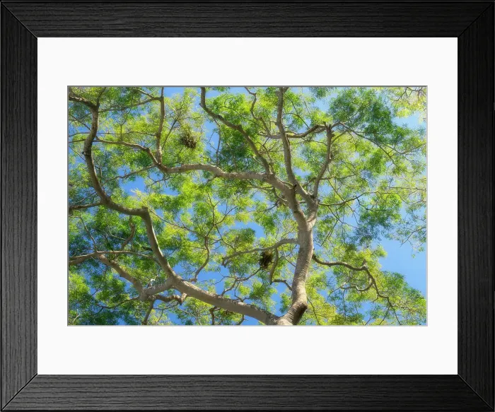 Framed Print : Tree branches and foliage spread out against the backdrop of the blue sky