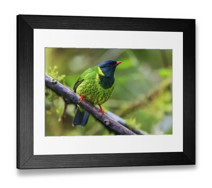 Framed Print : Green and black fruiteater foraging in the mountains of northern Peru