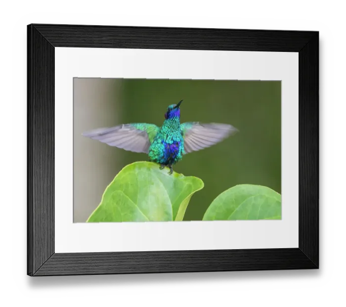 Framed Print : Sparkling violet-ear hummingbird, alighting in territory display in northern Peru Framed Print : Sparkling violet-ear hummingbird, alighting in territory display in northern Peru