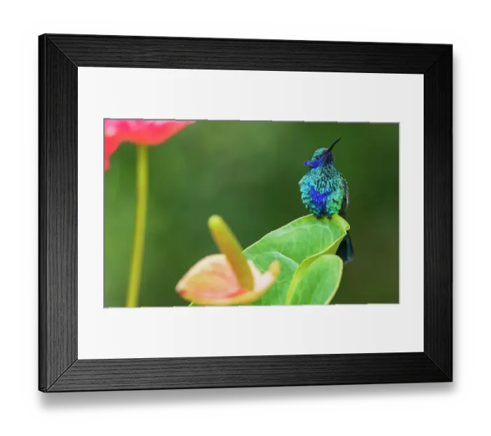 Framed Print : Sparkling violetear hummingbird, territory display in northern Peru Framed Print : Sparkling violetear hummingbird, territory display in northern Peru