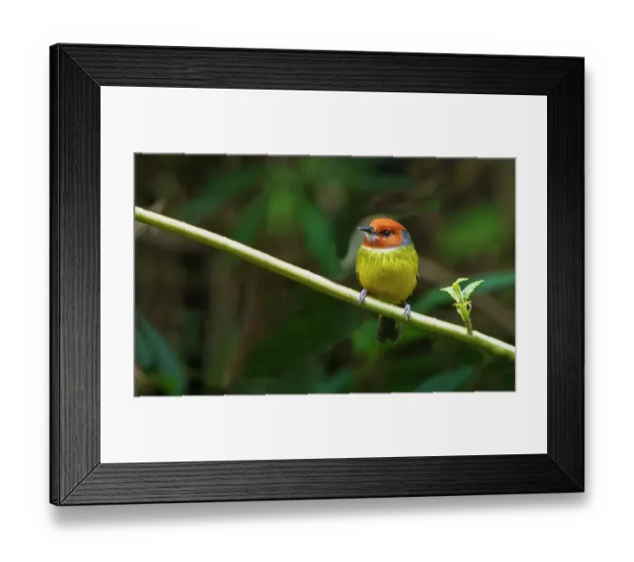 Framed Print : Johnson's tody- flycatcher searching for a meal in the deep forest of Northern Peru
