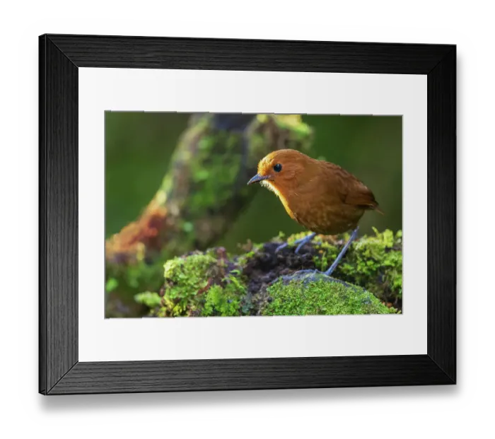 Framed Print : Chestnut antpitta surveys the forest floor for possible food in the mountain forest of Peru Framed Print : Chestnut antpitta surveys the forest floor for possible food in the mountain forest of Peru