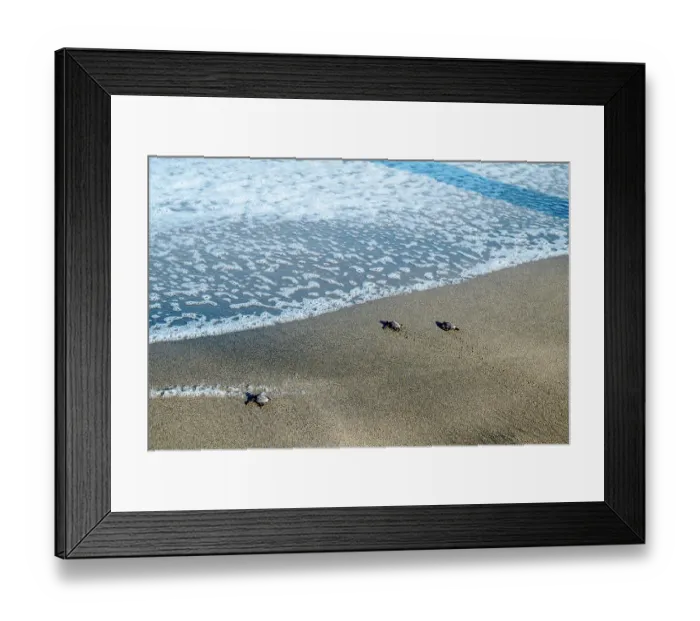 Framed Print : Mexico, Nayarit, Sayulita. Sea turtle hatchlings migrating to the Pacific Ocean Framed Print : Mexico, Nayarit, Sayulita. Sea turtle hatchlings migrating to the Pacific Ocean