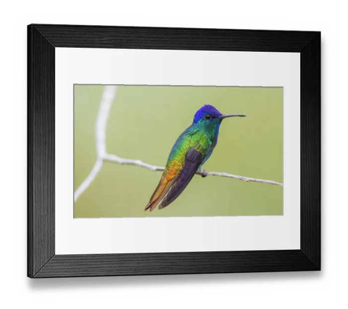 Framed Print : Golden-tailed sapphire resting on a simple branch, forest in Peru Framed Print : Golden-tailed sapphire resting on a simple branch, forest in Peru