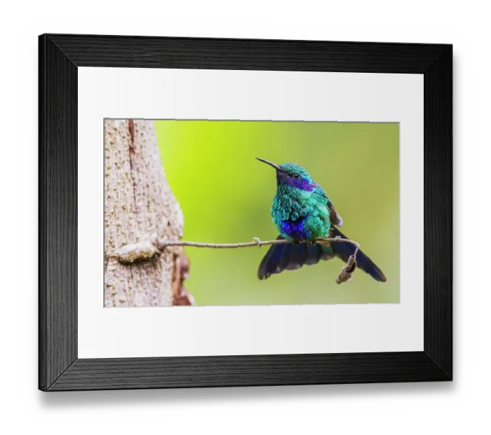 Framed Print : Sparkling violetear hummingbird, territory display in northern Peru Framed Print : Sparkling violetear hummingbird, territory display in northern Peru