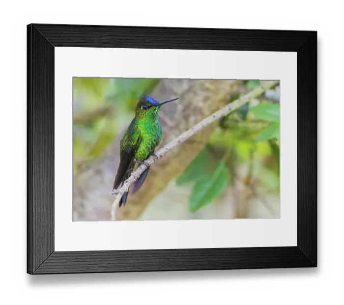 Framed Print : Violet-fronted brilliant pauses for a rest in the mountain forest of Peru
