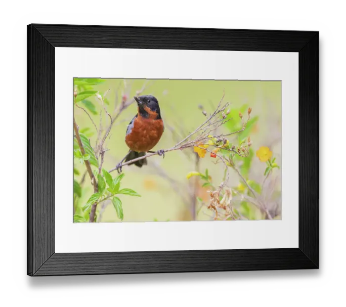 Framed Print : Black-throated flowerpiercer pauses while foraging for insects in flowering bush near Machu Pichu, Peru Framed Print : Black-throated flowerpiercer pauses while foraging for insects in flowering bush near Machu Pichu, Peru