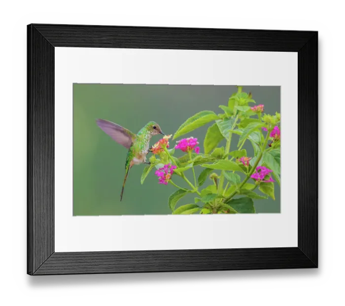 Framed Print : Violet-fronted brilliant (female) foraging on nectar in mountain forest of Peru Framed Print : Violet-fronted brilliant (female) foraging on nectar in mountain forest of Peru