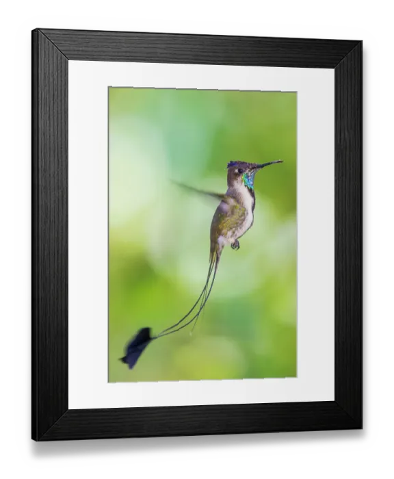 Framed Print : Marvelous spatulation hummingbird in flight in northern Peru