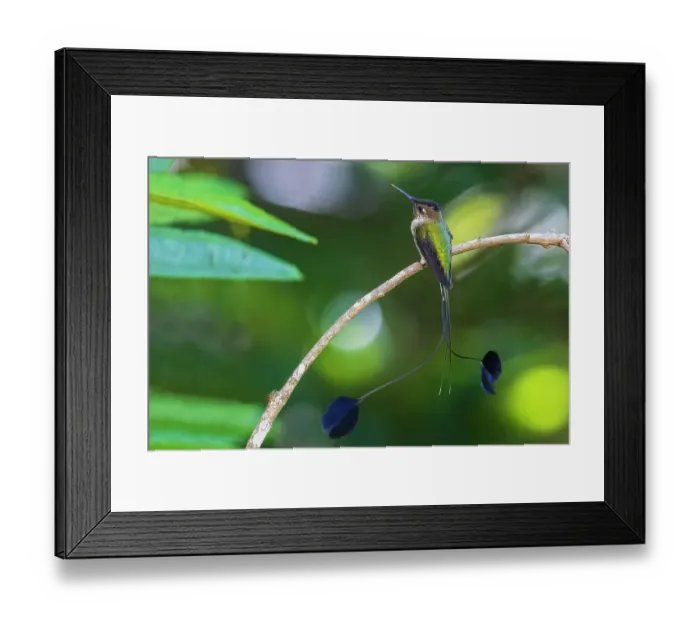 Framed Print : Marvelous spatulation hummingbird pauses for a moment in the mountain forest of Northern Peru Framed Print : Marvelous spatulation hummingbird pauses for a moment in the mountain forest of Northern Peru