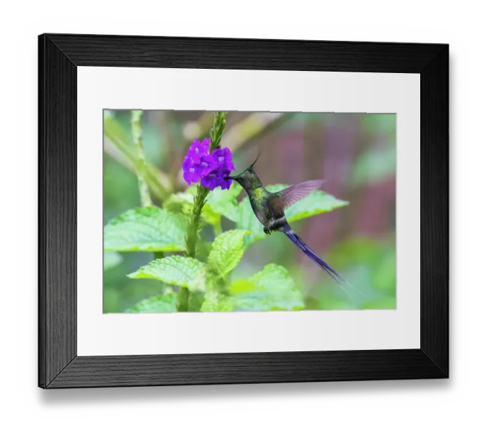 Framed Print : Wire-crested thorntail foraging in the forest of Peru Framed Print : Wire-crested thorntail foraging in the forest of Peru