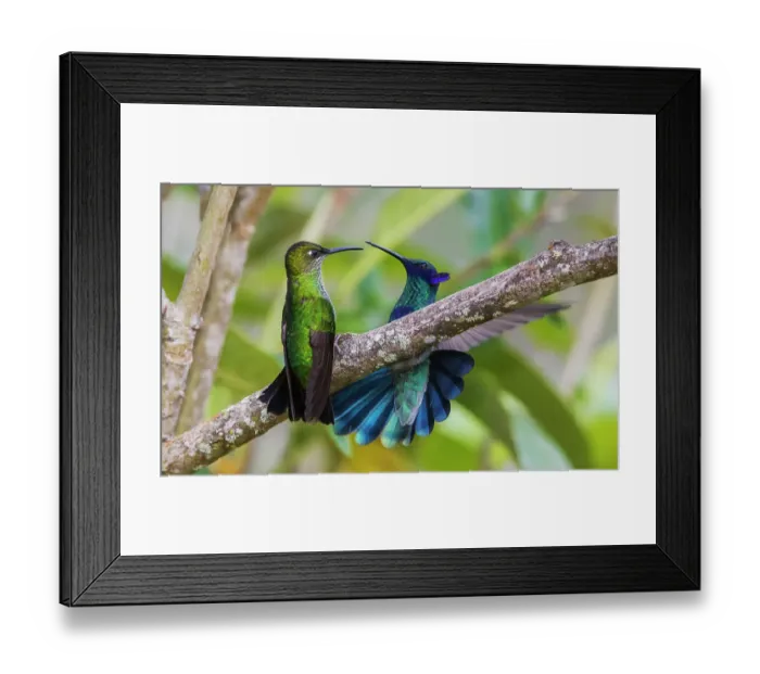 Framed Print : Violet-fronted brilliant (female) and a sparkling violetear confront one another in the mountain forest of Peru Framed Print : Violet-fronted brilliant (female) and a sparkling violetear confront one another in the mountain forest of Peru