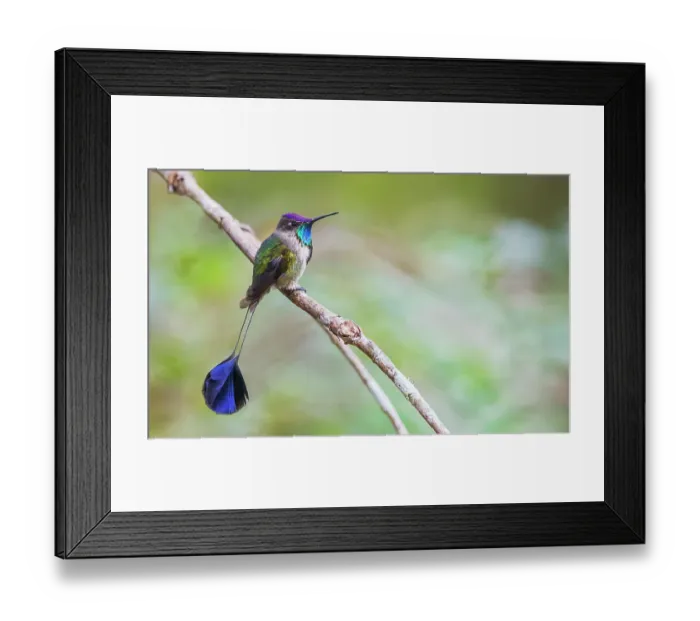 Framed Print : Marvelous spatulation hummingbird pauses for a moment in the mountain forest of Northern Peru