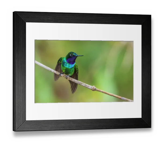 Framed Print : Purple-throated sunangel stretching and rests for a moment in the forest of Peru Framed Print : Purple-throated sunangel stretching and rests for a moment in the forest of Peru